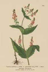 Brennnesselblättriger Ehrenpreis (Veronica latifolia, Veronica urticaefolia)